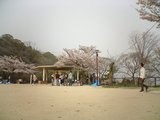 さくら